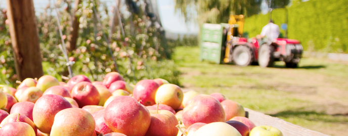 Food and Agricultural Analysis