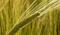 Sols et fertilisants Sols et fertilisants